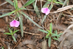 Hybanthus enneaspermus